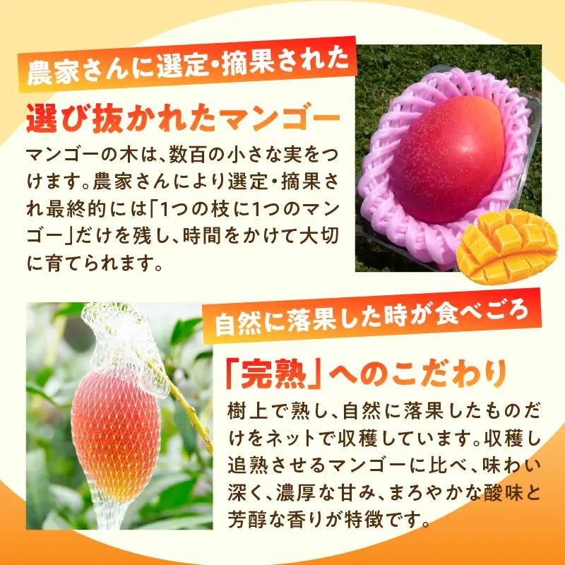 マンゴー 宮崎 完熟 特秀 3L 2玉 マンゴー[約1kg 化粧箱入り]