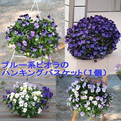 ふるさと納税 朝倉市 ビオラ・パンジーのハンキングバスケット(ブルー系)
