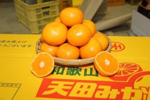 先行予約【2025年11月下旬より発送】濃厚温州みかん贈答用10kg（和歌山天田みかん）みかんの産地和歌山　北村農園直送