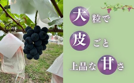 ナガノパープル約1kg（2~3房）｜ ナガノパープル ナガノパープル ナガノパープル ナガノパープル ナガノパープル