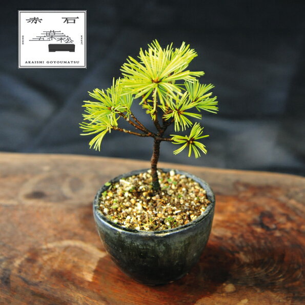 【ふるさと納税】 赤石の泉 赤石五葉松（鉢植え） F-144【現品限り】【配送地限定】