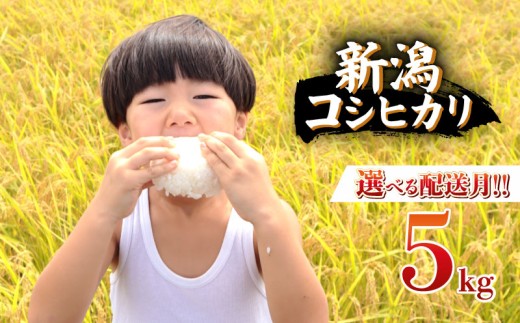 【2026年6月中旬より順次配送】令和7年産 特別栽培米 コシヒカリ 5kg 単品 コンテスト 入賞 【 コンテスト 入賞米 米 おこめ お米 ブランド米 ご飯 ごはん オニギリ お弁当 kome 送料無料 数量限定 農家直送 産地直送 国産 川瀬農園 四代目 悠助 新潟 新発田 D71_10_5 】　