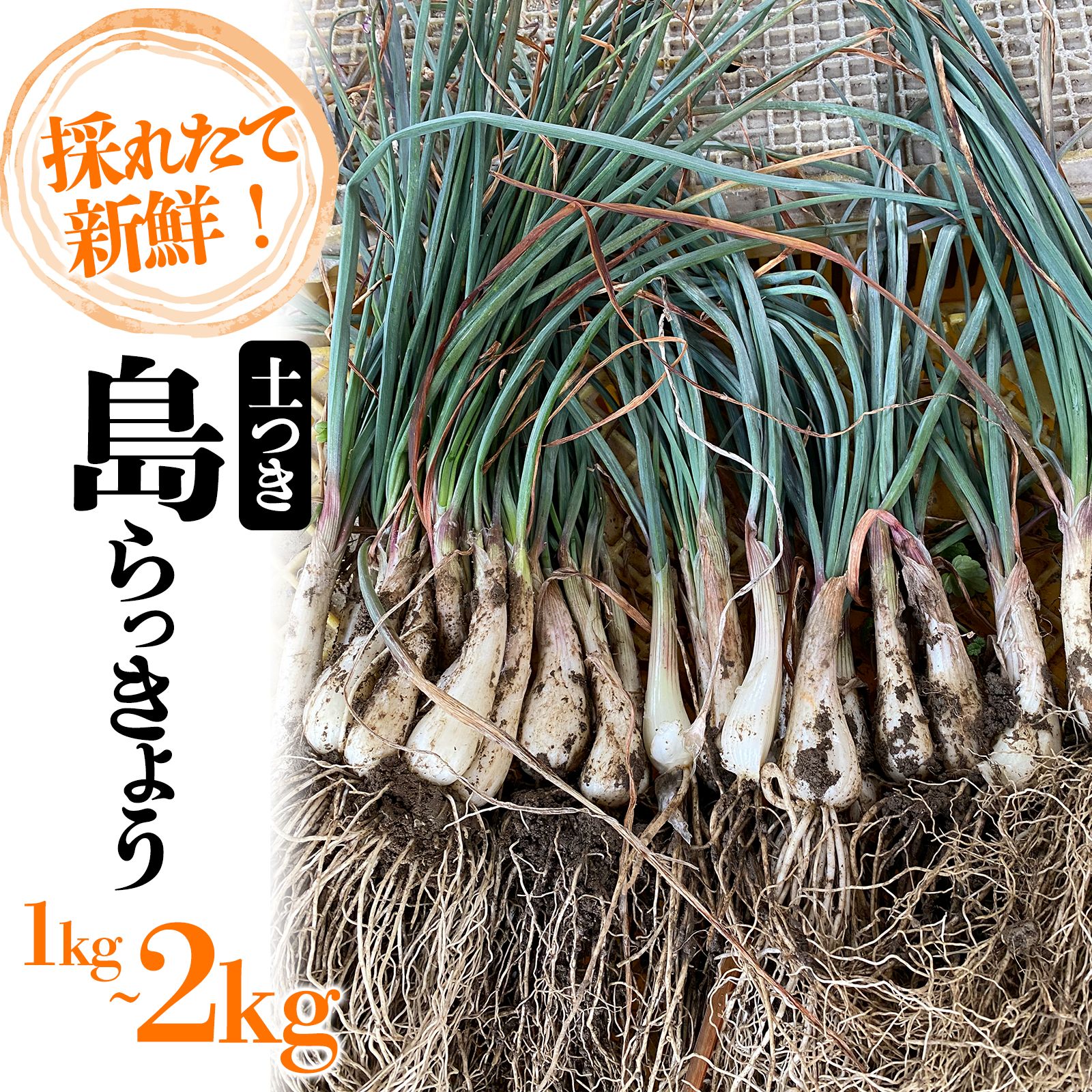 【ふるさと納税】島らっきょう 1kg/2kg | 期間限定 らっきょう ラッキョウ 辣韭 らっきょう酢 炒め物 天ぷら 国産 愛媛県産 愛媛県 松山市 松山市ふるさと納税返礼品