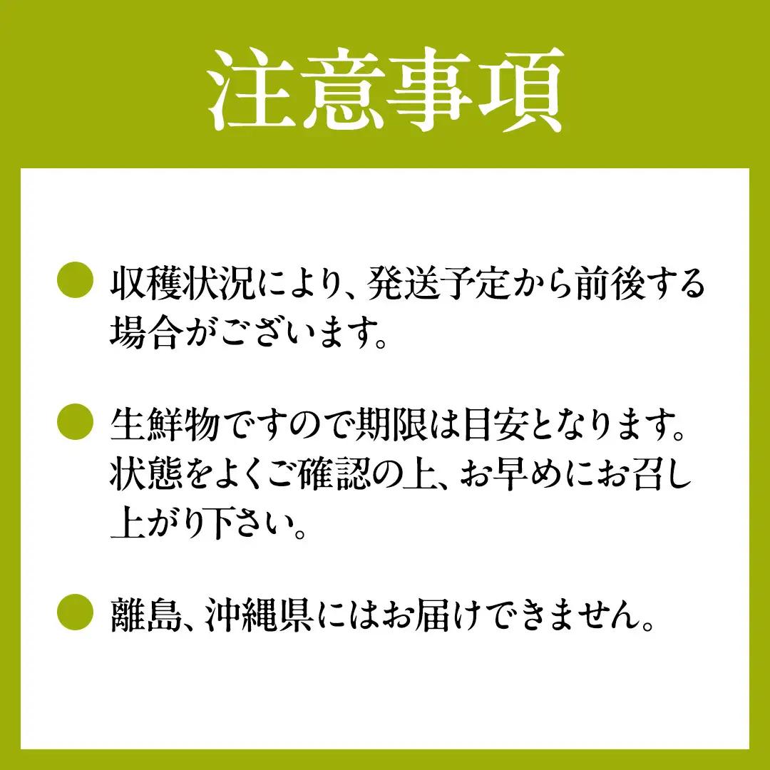 【3回定期便】 シャインマスカット 2房  (県内共通返礼品:かすみがうら市産) マスカット しゃいんますかっと 皮ごと フルーツ 果物 くだもの ぶどう ブドウ 葡萄 新鮮 季節限定 旬 旬の果物 