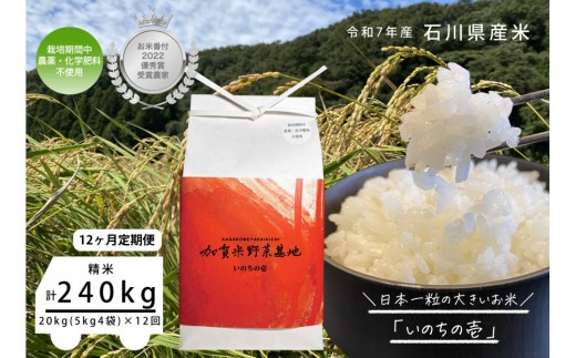 【12ヶ月定期便】【お米番付優秀賞受賞農家】日本一粒の大きいお米『いのちの壱』白米20kg×12回