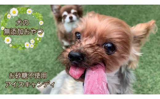 FB137 　【5月～9月発送】犬の無添加おやつ☆お砂糖不使用無添加アイスキャンディ