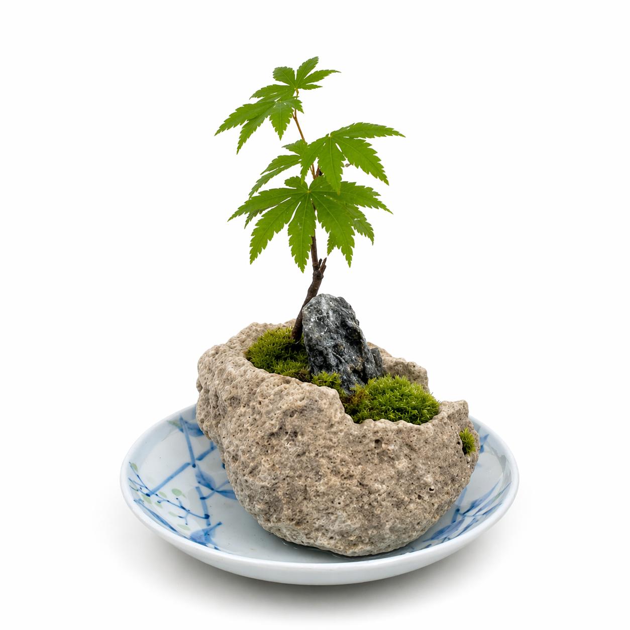 癒しの苔盆景軽石
