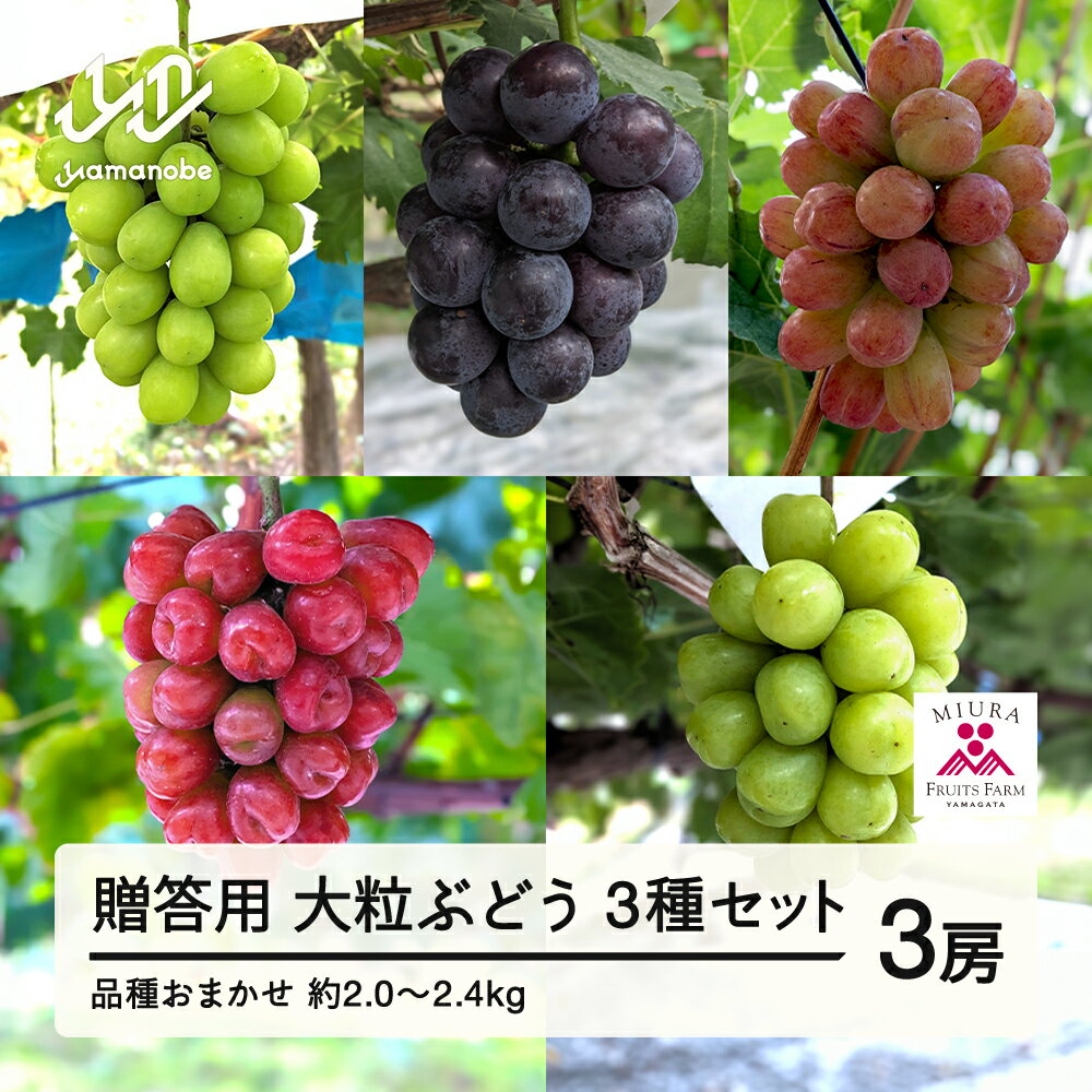 【ふるさと納税】 ≪先行予約≫贈答用 2026年山形県産 品種おまかせ 大粒ぶどう3種セット 2.0〜2.4kg（3房） 2026年9月中旬から順次発送 ぶどう ブドウ 葡萄 マスカット 大粒 種なし 送料無料 F21A-440