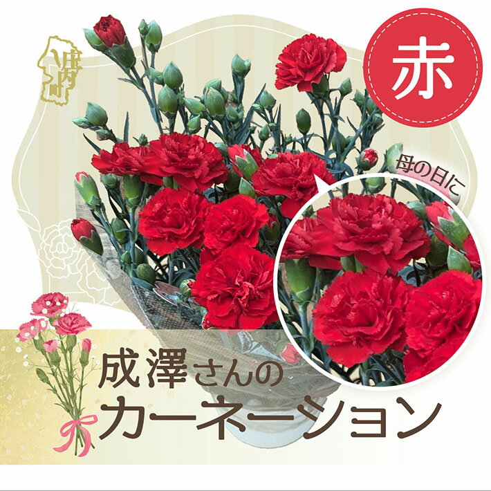 【ふるさと納税】【母の日 遅れてごめんね】 成澤さんのカーネーション 赤 5号鉢 プレゼント【R8.5月11日より順次発送/入金期限：2026年5月11日】