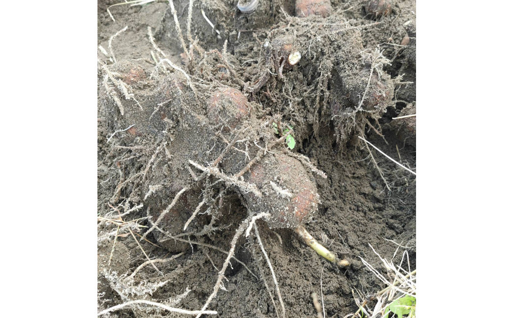 【鳥取県産】ねっとり濃厚 黄金里芋 10kg