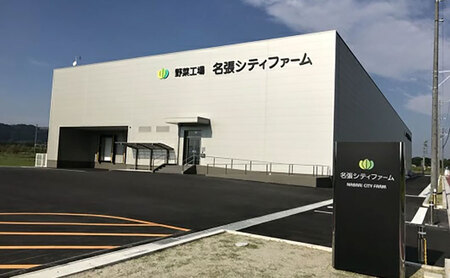なばリーフ アソート セット フリルレタス 3p グリーンリーフレタス 2p ケール 2p【計7p入/ 時短 野菜 特殊フィルム包装】