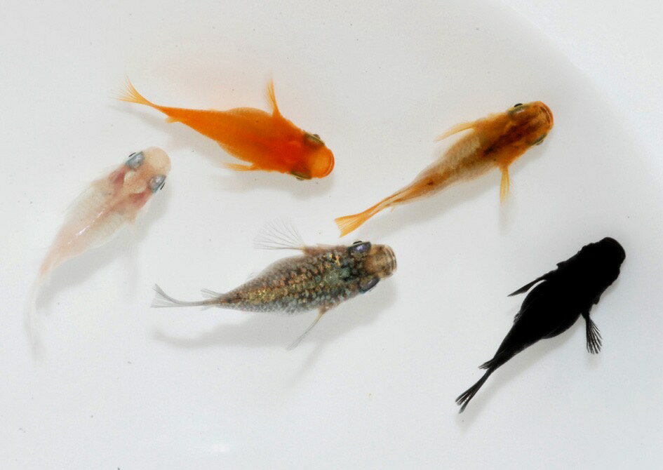 メダカ「ダルマメダカ」　ミックス5匹セット　【生き物生き物】　お届け：発注後、1か月程度で発送予定