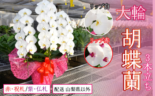 胡蝶蘭大輪3本立ち【配送 山梨県以外】【リップ 白】【ラッピング 紫・仏札】 234-002-002