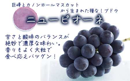 【2616-0473】岡山 花笑み農園『ピオーネ＆シャインマスカット＆果実の飲む酢ピオーネ』PS-N
