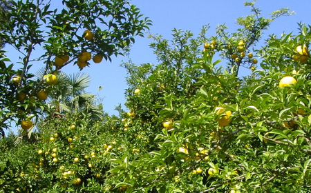 柚子酢 200g×4本 | ゆず酢 ゆず酢 ゆず酢 ゆず酢 ゆず酢