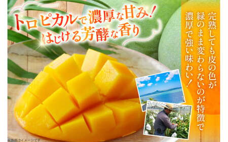マンゴー 家庭用 キーツ マンゴー 約 2kg (2〜3玉) 【期間限定発送】 [伊江村マンゴー部会 沖縄県 伊江村 ie47bde320000] 