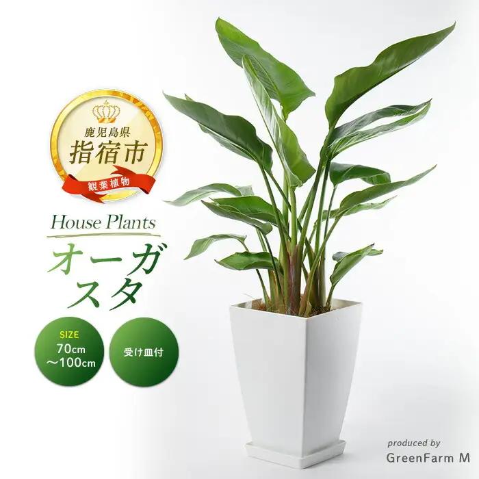 【観葉植物】オーガスタ70cm～100cm Green Farm M IB075-008 観葉植物 ※北海道・沖縄・離島配送不可