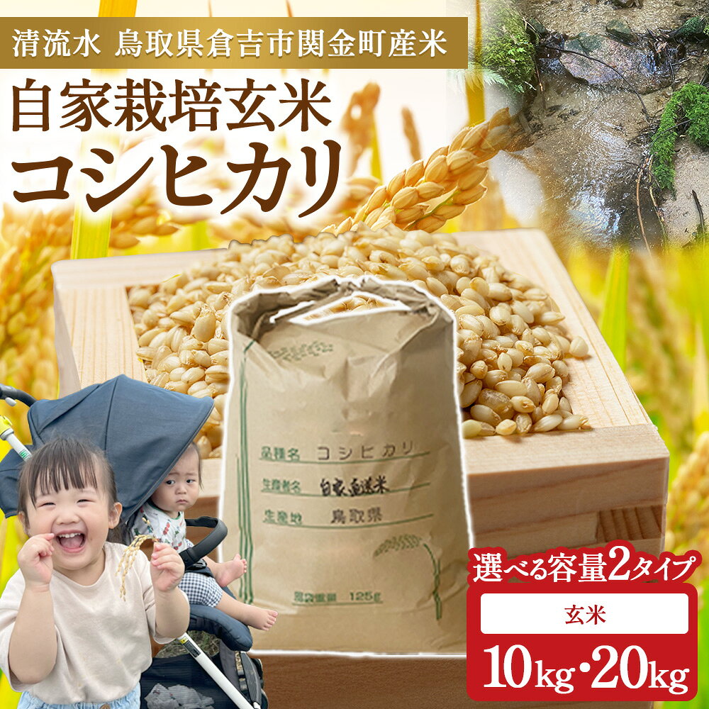 【ふるさと納税】コシヒカリ 玄米 10kg～20kg 令和7年産 新米 お米 米 こめ コメ こしひかり コシヒカリ ご飯 ごはん 鳥取県 倉吉市産