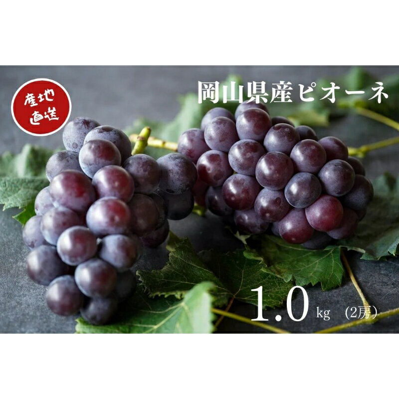【ふるさと納税】 厳選　岡山県産　ピオーネ　計1.0kg以上　2房　産直・朝採れ 2025年8月25日より順次発送 岡山 ぶどう ブドウ 葡萄 フルーツ 果物 【配送不可地域：離島・沖縄県】【1394536】