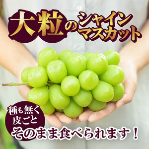 〈2025年度配送分〉シャインマスカット2房（約1.0kg） シャインマスカット 山梨 県産 先行予約 2025年 ぶどう フルーツ 2房 冷蔵 生産量 日本一 甲府 市産 1.0kg以上 フルーツ王