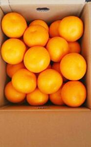 【先行予約】はっさく 八朔 約5kg 柑橘 ミカンみかん 蜜柑 果物 くだもの フルーツ 果実 ギフト 贈答用 プレゼント 2026年発送 香川県 丸亀市