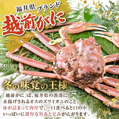 ふるさと納税 あわら市 【先行予約】【1月発送限定】茹で越前がに 1杯 1.1kg〜1.3kg |  | 02