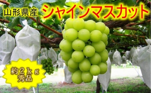 【先行受付】【2025年9月中旬頃より発送】♪シャインマスカット♪　秀品約2Kg（3～4房）