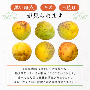 日本古来の貴重品種「幻の梅 杉田梅」 朝採れ生梅3kg  mi0080-0001 幻の梅 杉田梅 生梅 貴重 酸味 朝採れ
