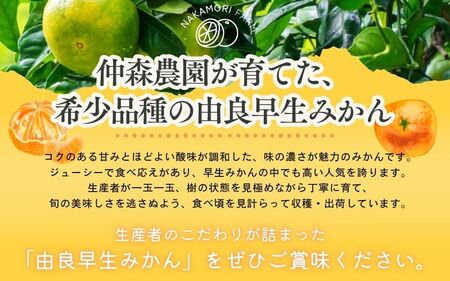 みかん 由良早生みかん 約7kg【2026年11月上旬頃～11月中旬頃に順次発送】【nkmr0021】