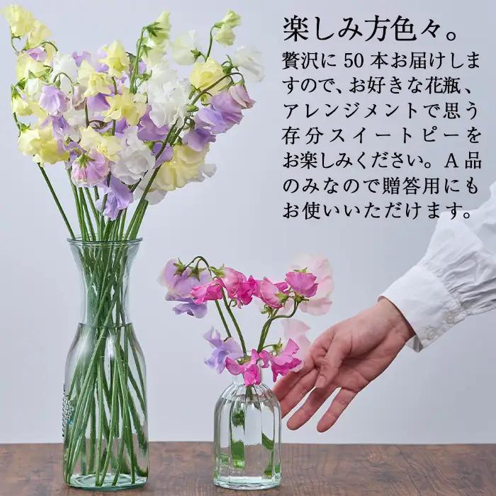 ＜先行予約受付中！2027年1月から順次発送予定＞＜A品＞スイートピーミックス(50本)花 常温 【AL-3】【安田農園】