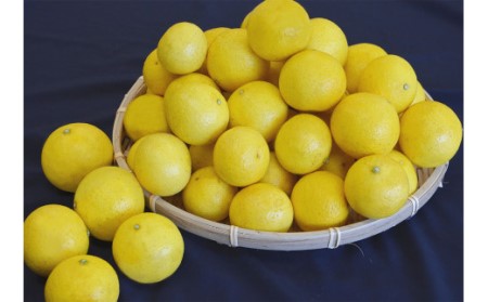  黄金柑（約3kg）