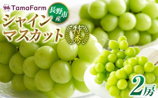 
                  タマファーム　長野市産シャインマスカット【特秀】2房【2026年9月中旬以降出荷分】（タマファーム） |  シャインマスカット ぶどう 葡萄 フルーツ 果物 家庭用 人気 おすすめ  送料無料  長野県 長野市 信州 信濃 ふるさと納税
                