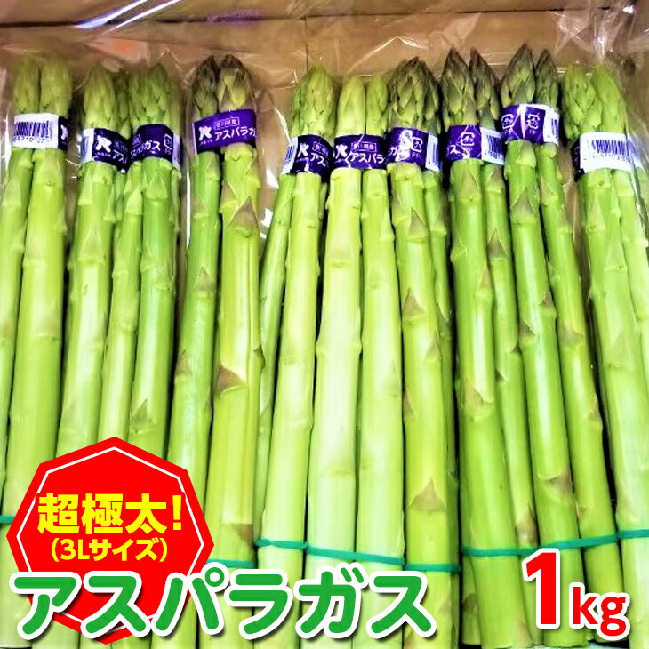 【ふるさと納税】＜先行予約！2026年2月下旬以降順次発送予定＞＜超極太＞アスパラガス(約1kg/3Lサイズ) 国産 野菜 アスパラ 産地直送 希少 新鮮 冷蔵便 【man095】【Aglio nero】