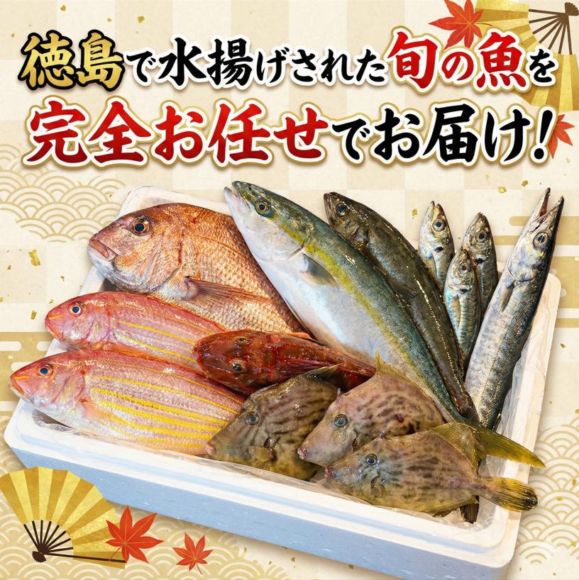 鮮魚BOX お試し 約2kg 刺身 刺し身 旬 海鮮 鮮魚 魚介 焼き 煮付け 炙り カルパッチョ 寿司 丼 おつまみ おかず ご飯に合う 米に合う コメに合う 家庭用 父の日 高級 冷蔵 徳島 馬地