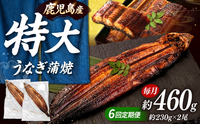 
                  全6回定期便 特大！ 鹿児島産 うなぎ 蒲焼 2尾セット▼ タレ たれ 国産 海鮮  定期便  桂川町/山水商事 [ADAH013]
                