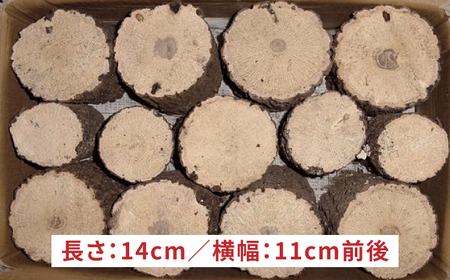 オリジナル産卵材 Lサイズ ハーフ カブトムシ クワガタ クヌギA材 【ふるさと昆虫】[YDV022]