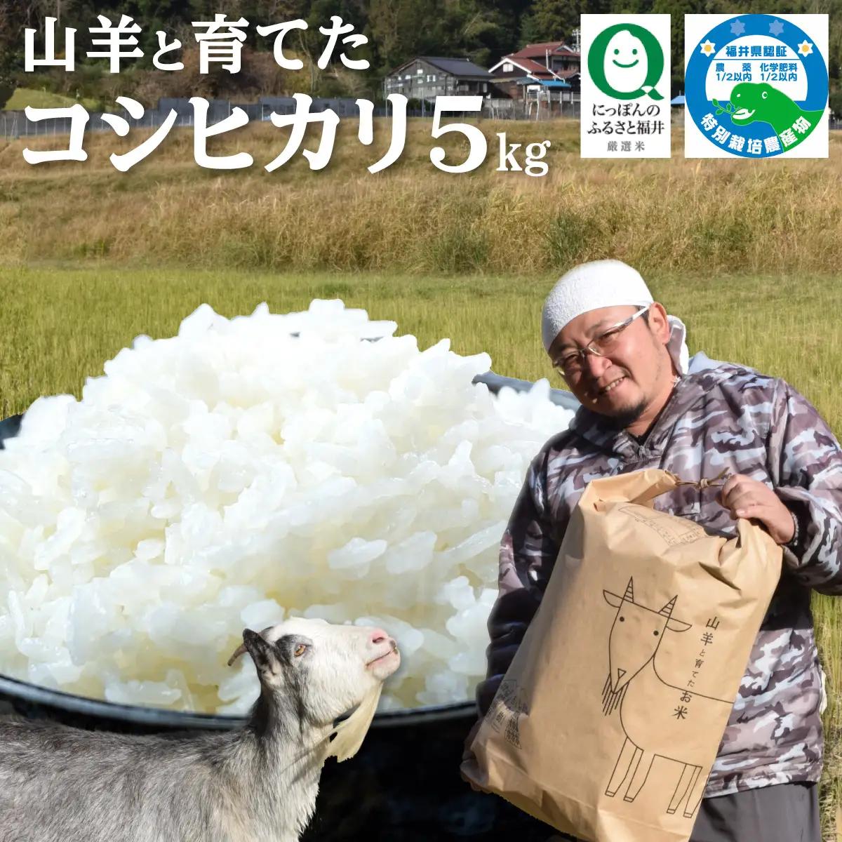 令和7年産 福井県産 『コシヒカリ』5kg  [003-a001-A]