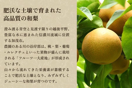 【贈答用】新潟県産和梨 あきづき 約5㎏（7〜14玉） 《9月中旬から順次発送》梨 なし ナシ あきづき 果物 果樹 フルーツ 樹上完熟 加茂果樹専門家集団 加茂市 想樹