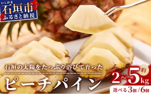 
                  ＜先行受付＞ 石垣パイン ピーチ種 3～6個セット ＜2026年5月初旬～6月初旬発送予定＞ | パイナップル パインアップル 石垣島パイン フルーツ 果物 くだもの 南国フルーツ 国産パイン
                