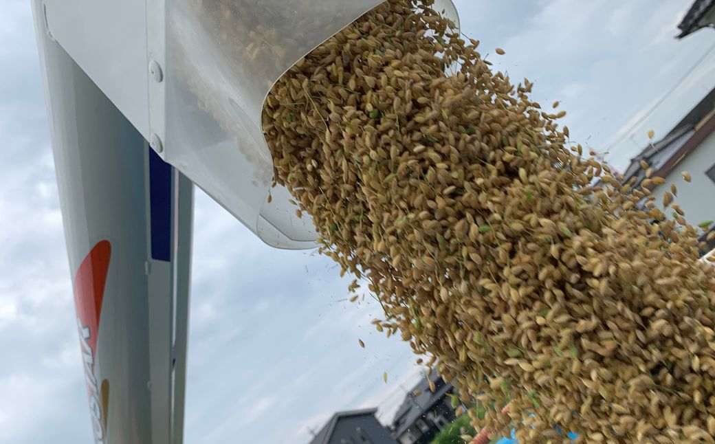 玄米＼11月より順次お届け／令和7年産 新米 15kg 玄米 単一原料米 れんげ ハツシモ 岐阜美濃の誇り れんげ育ちのハツシモ 米 新米 ごはん 白米 精米 お米 大黒屋 岐阜県 大垣市 15kg