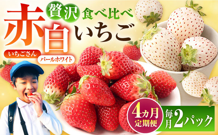 
【先行予約】【4回定期便】食べ比べ！いちごさん＆パールホワイト定期便【かわさきいちご】 [IBG012]
