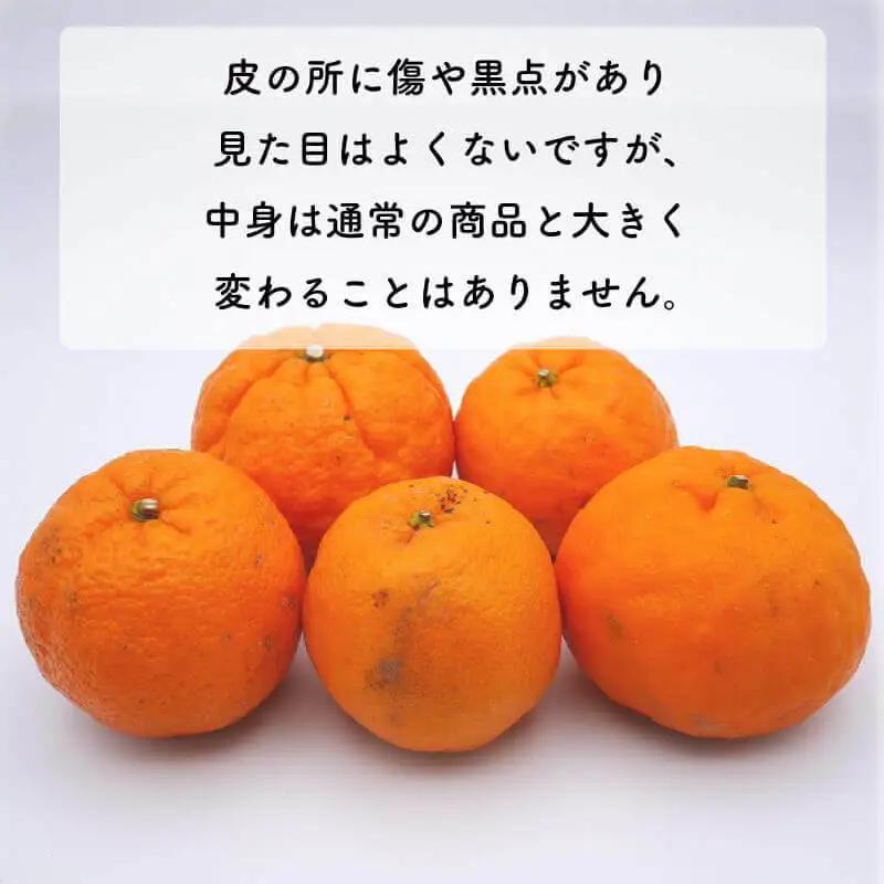 【先行予約】 冬の柑橘 ポンカン 訳あり 3kg みかん 柑橘 ジューシー  お試し 愛媛 愛南 吉田農園
