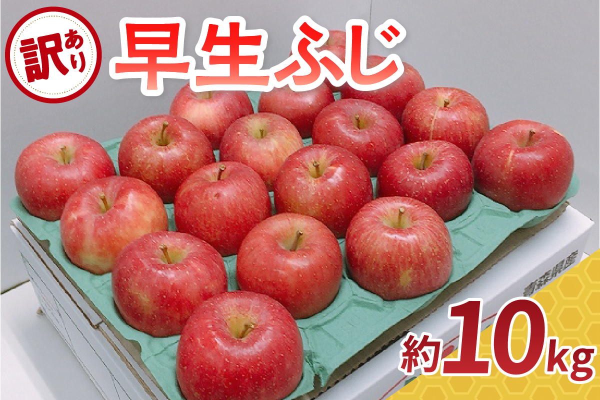 【2026年10月発送】【訳あり】 りんご 約10kg  早生ふじ 【 青森県産 林檎 フジ リンゴ ワケアリ 】