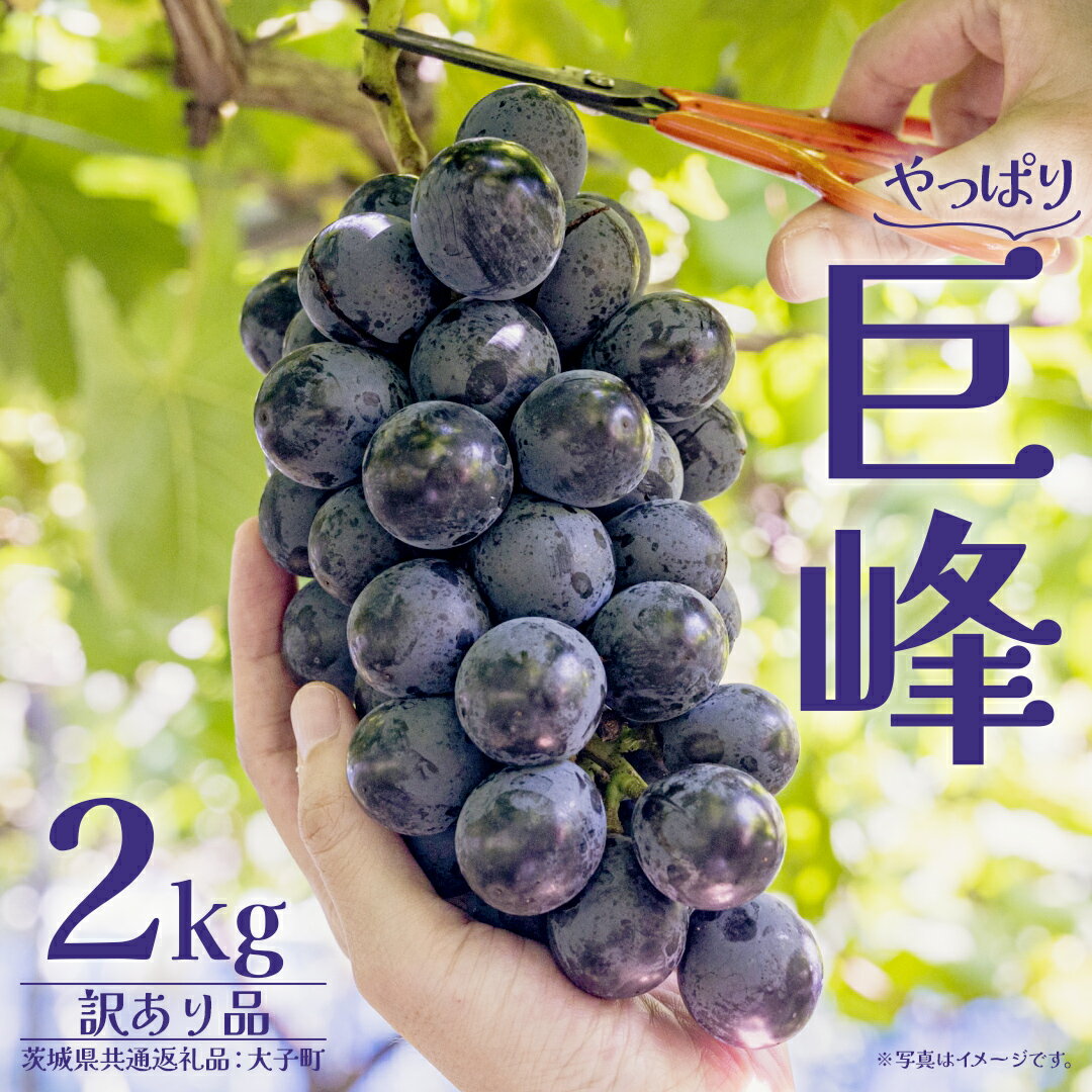 【ふるさと納税】【 訳あり 】 巨峰 2kg 【2026年10月上旬発送開始】(茨城県共通返礼品：大子町) ぶどう 葡萄 ブドウ フルーツ 果物 スイーツ わけあり ワケあり ご自宅用 ご家庭用 自分用