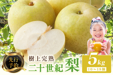 梨／【先行予約】樹上完熟 二十世紀梨 5kg(10～18個)（2026年8月下旬～発送） 梨 梨 梨 梨 梨
