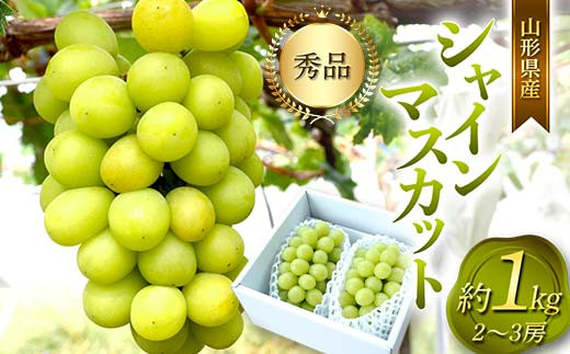 山形県産 シャインマスカット 2～3 房 約1kg  マスカット ぶどう ブドウ 葡萄 デザート フルーツ 果物 くだもの 果実 食品 山形県 FSY-0802