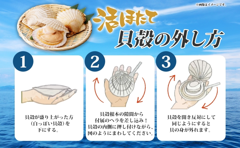 北海道産 活ほたて 2年貝 約 4kg 30枚～45枚 2026年3月中旬～3月下旬頃お届け 殻付き 貝付き 帆立 ホタテ ほたて 貝 魚介 海産 海鮮 貝柱 噴火湾 刺身 焼き フライ 生産者支援 