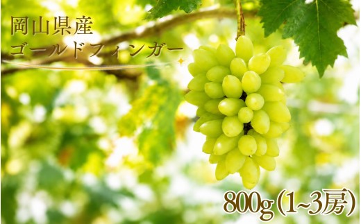 
                  【2026年先行予約】岡山県産 希少品種 ゴールドフィンガー 800g(1~3房)  / ぶどう 岡山 ゴールドフィンガー 高級 果物 産地直送 国産 数量限定 【tppn001-01】
                