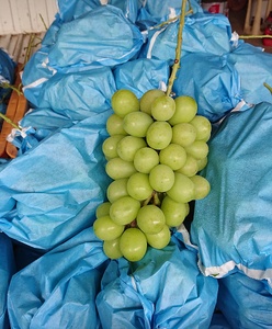 シャインマスカット 約1.8kg 【2房～5房】【2026年7月下旬〜8月下旬頃順次発送予定】