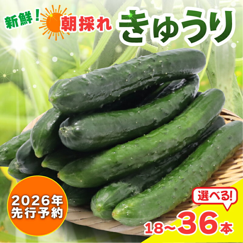 【ふるさと納税】 新鮮 朝採れきゅうり 選べる 18本入り / 36本入り きゅうり 胡瓜 野菜 夏野菜 サラダ 冷麺 漬物 漬け物 ぬか漬け 酢の物 1本漬け 浅漬け 冷やしきゅうり キムチ きゅうりちくわ ちくわきゅうり 産地直送 新鮮 千葉県 旭市